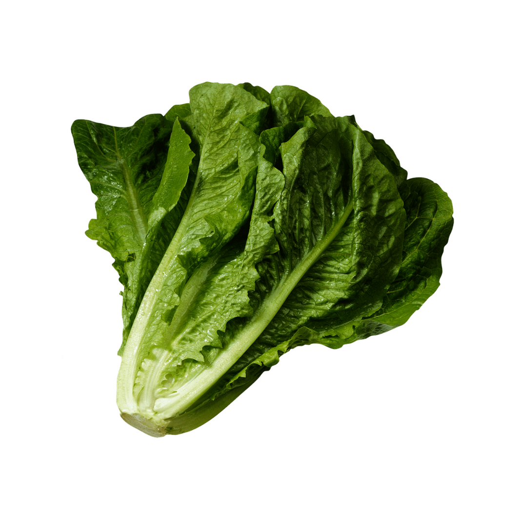 Lettuce - Baby Cos