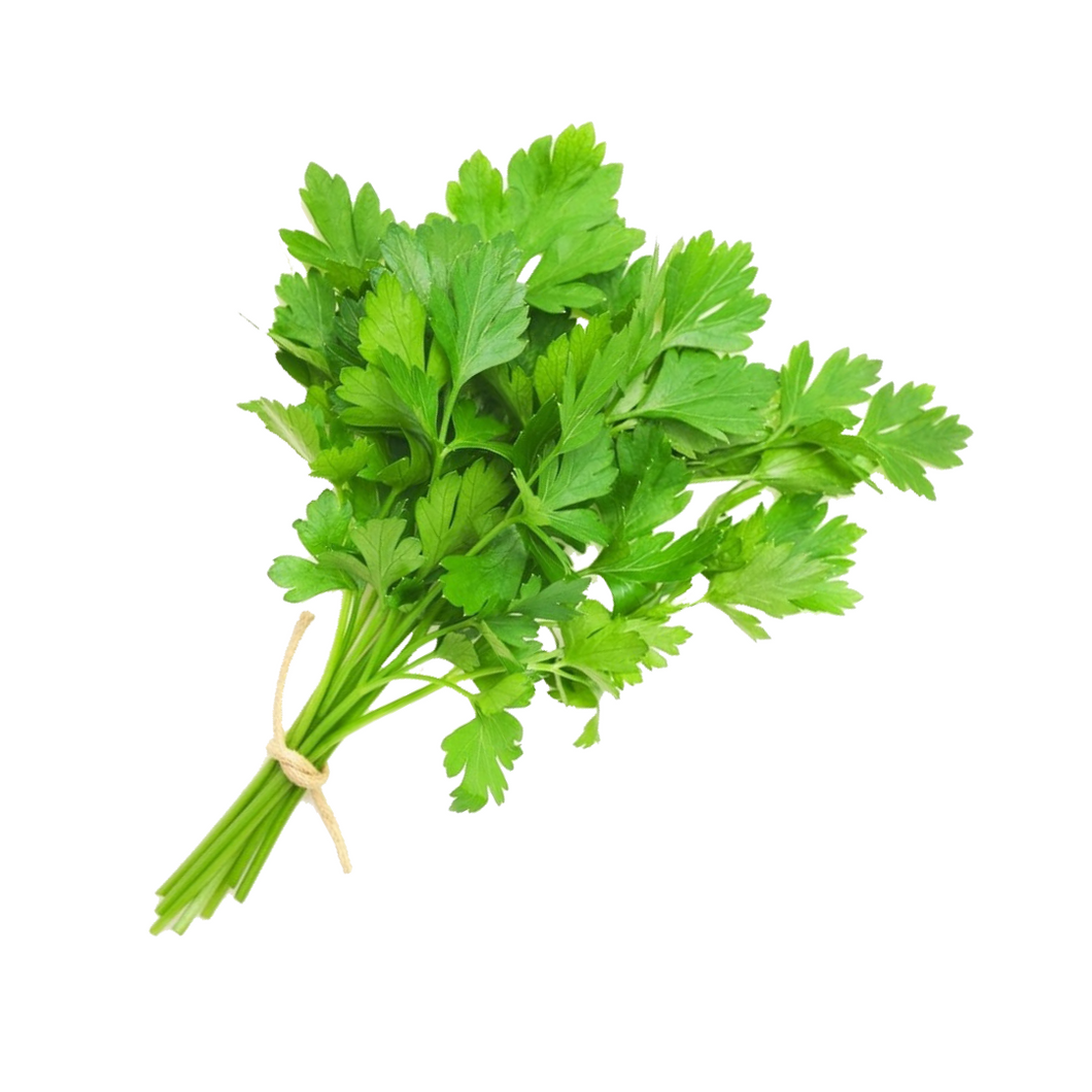Coriander