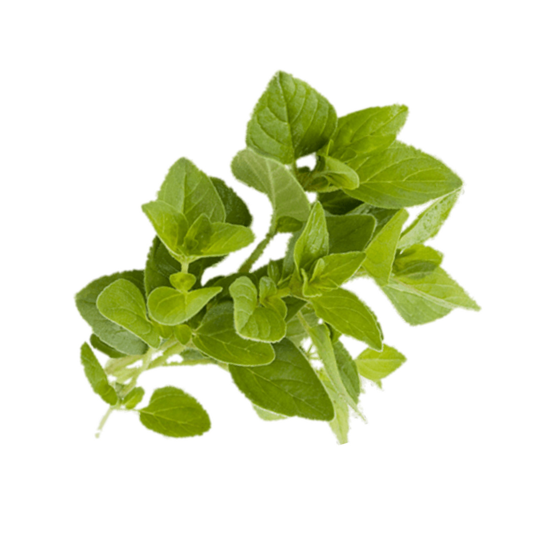 Oregano