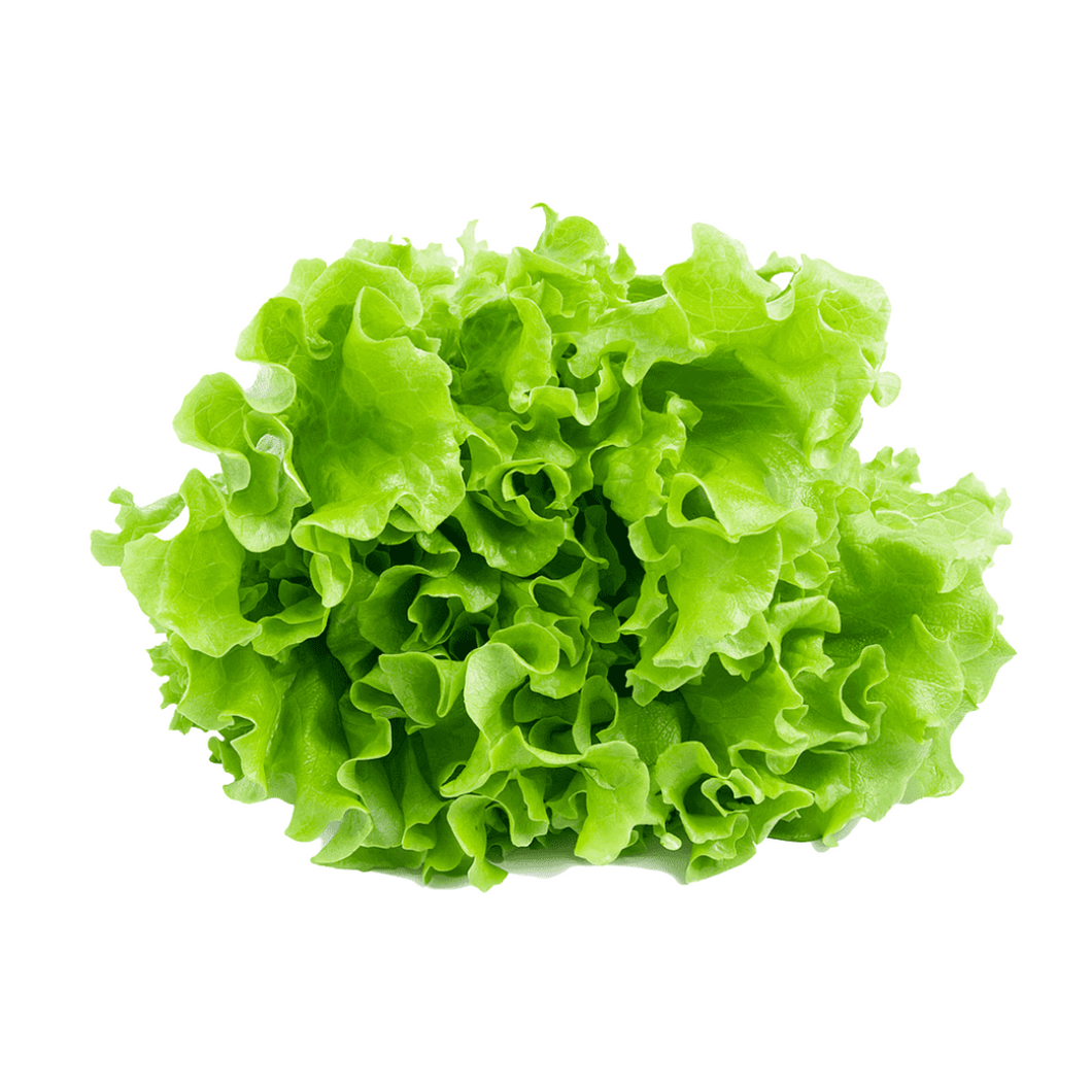 Lettuce - Green Oak