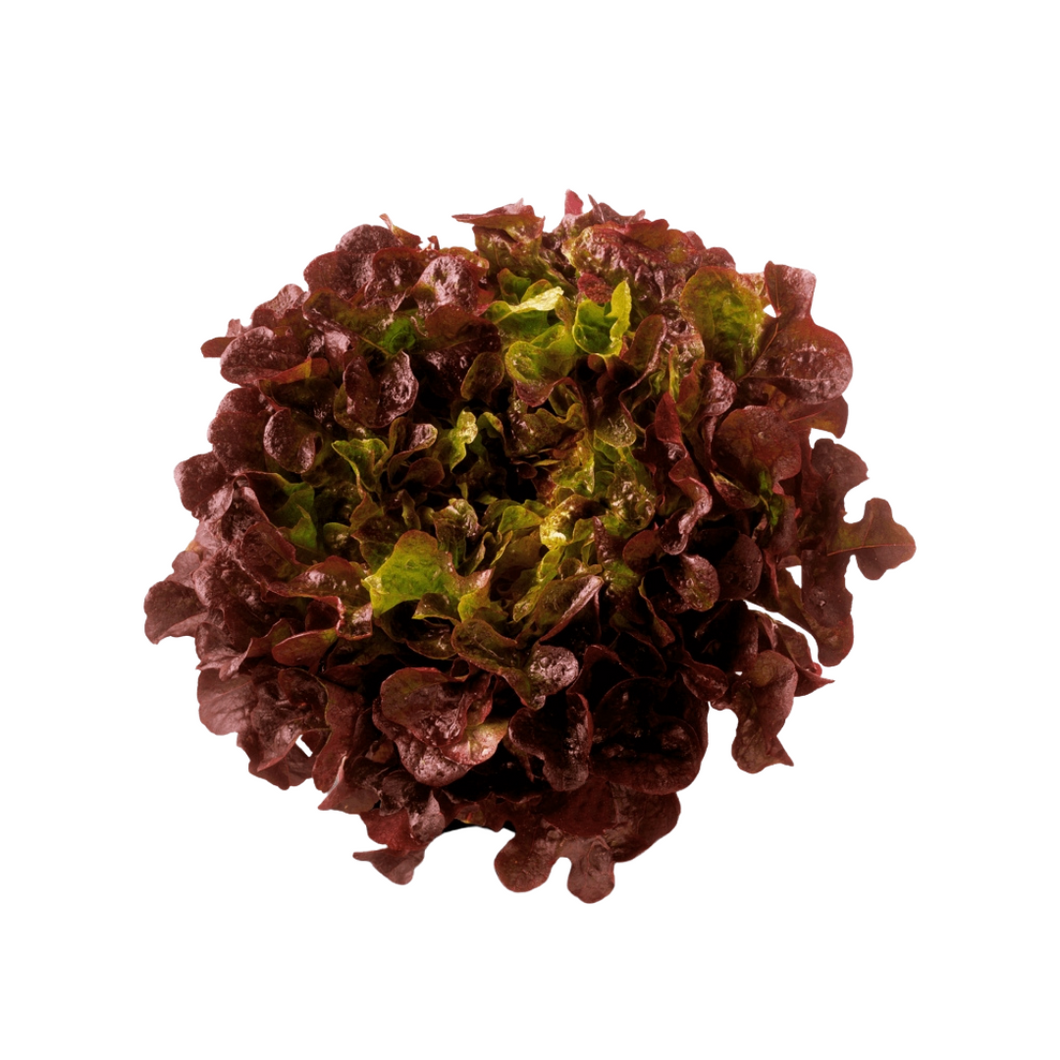 Lettuce - Red Oak
